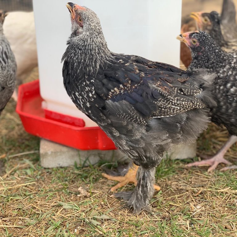 giant brahma chicken for sale - Image 9