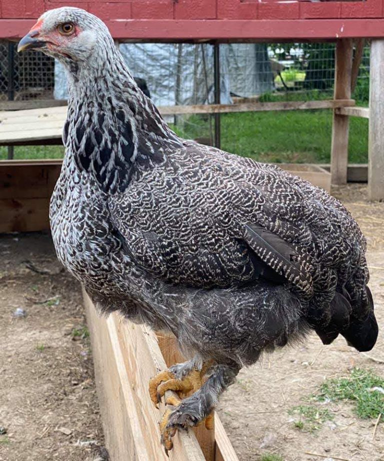 giant brahma chicken for sale - Image 10