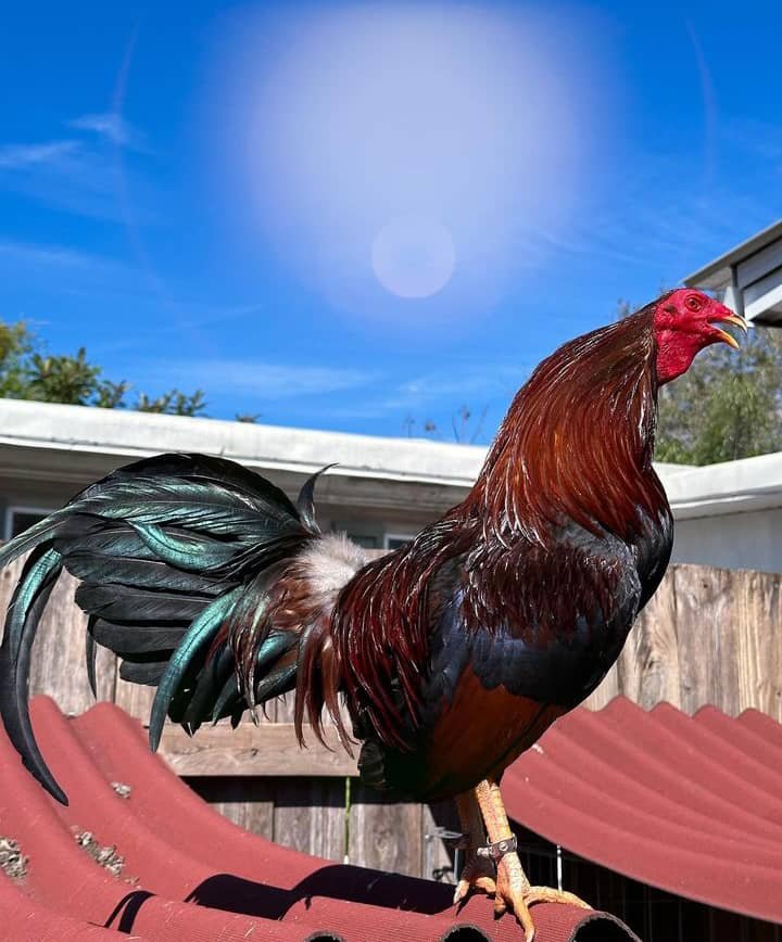 Dark Yellow Leg Hatch Rooster