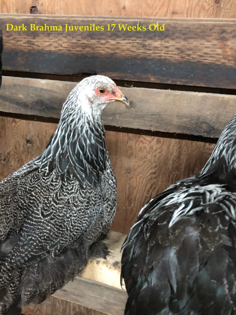 giant brahma chicken for sale - Image 8