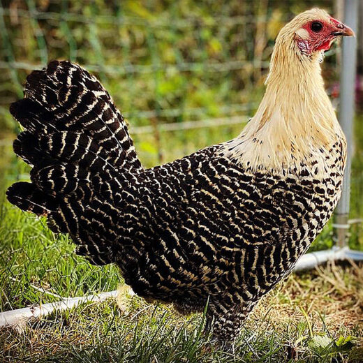 Rare Live Deathlayer Hens for Sale