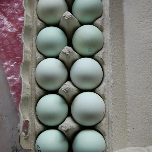 fertile Easter Egger hatching eggs online