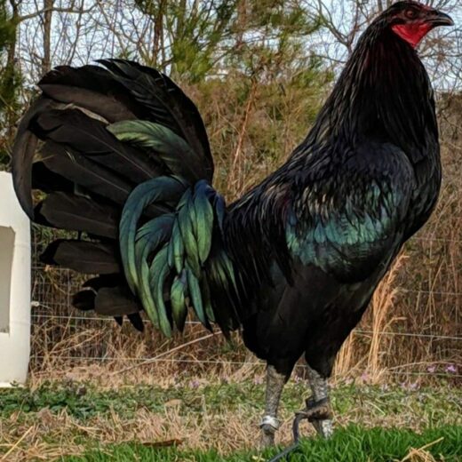Black Mug Gamefowl Roosters For Sale