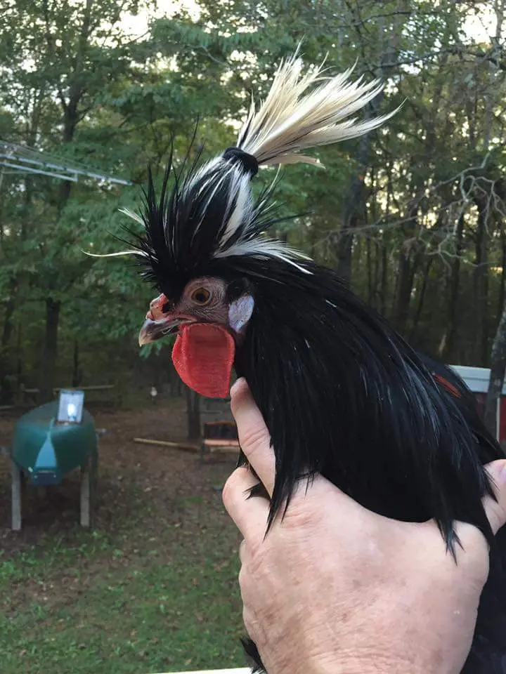 crested polish chickens for sale - Image 5