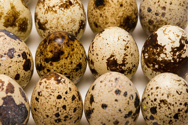 Fertile Golden Pheasant Eggs - Image 2