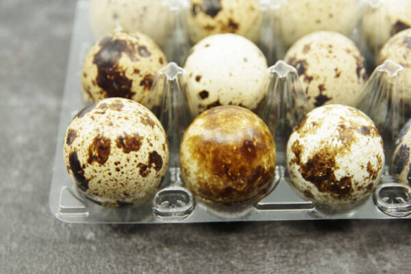 Fertile Golden Pheasant Eggs - Image 3