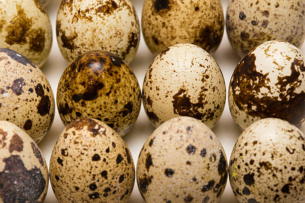 Fertile Golden Pheasant Eggs