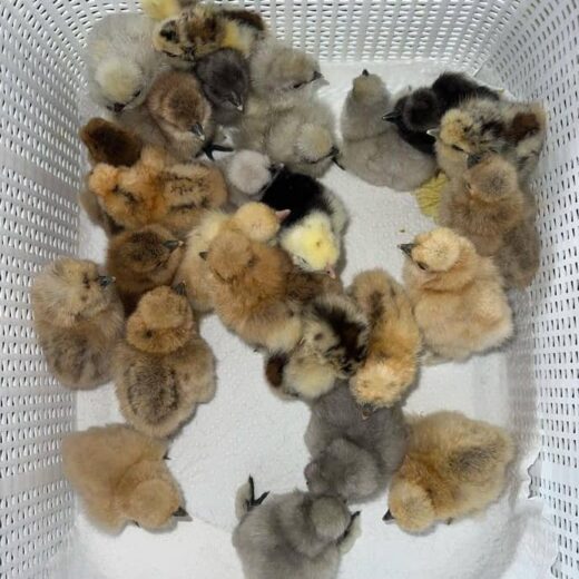 Gilmore Hatch Day-Old Baby Chicks for Sale