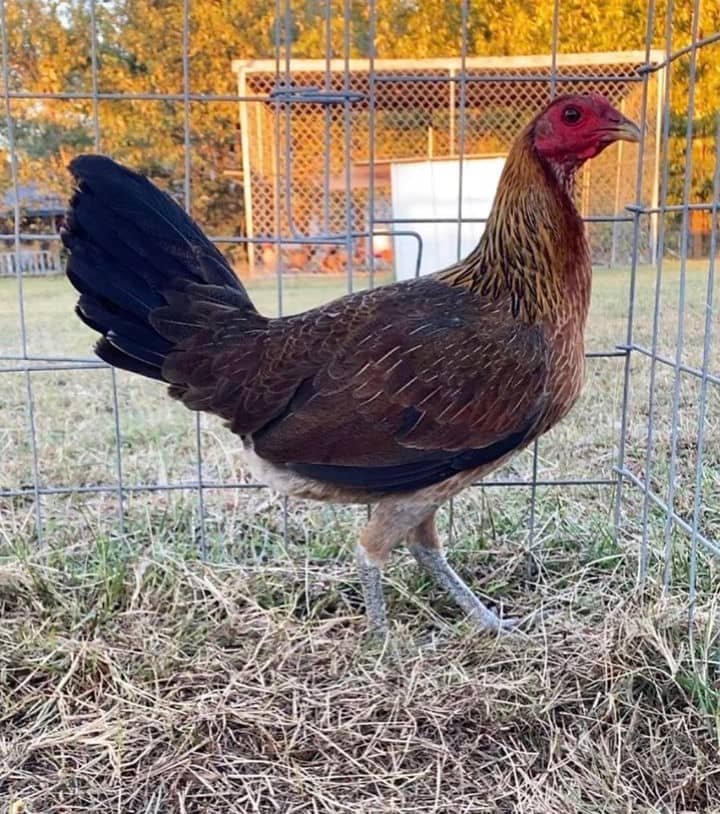Gilmore Hatch Hens For Sale
