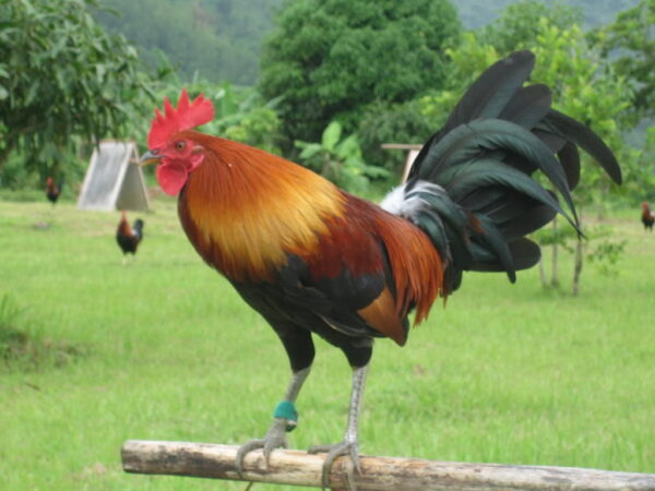 Gleezen Whitehackle Cock for Sale