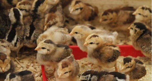 Regular Grey Day-Old Baby Chicks For Sale - Image 2