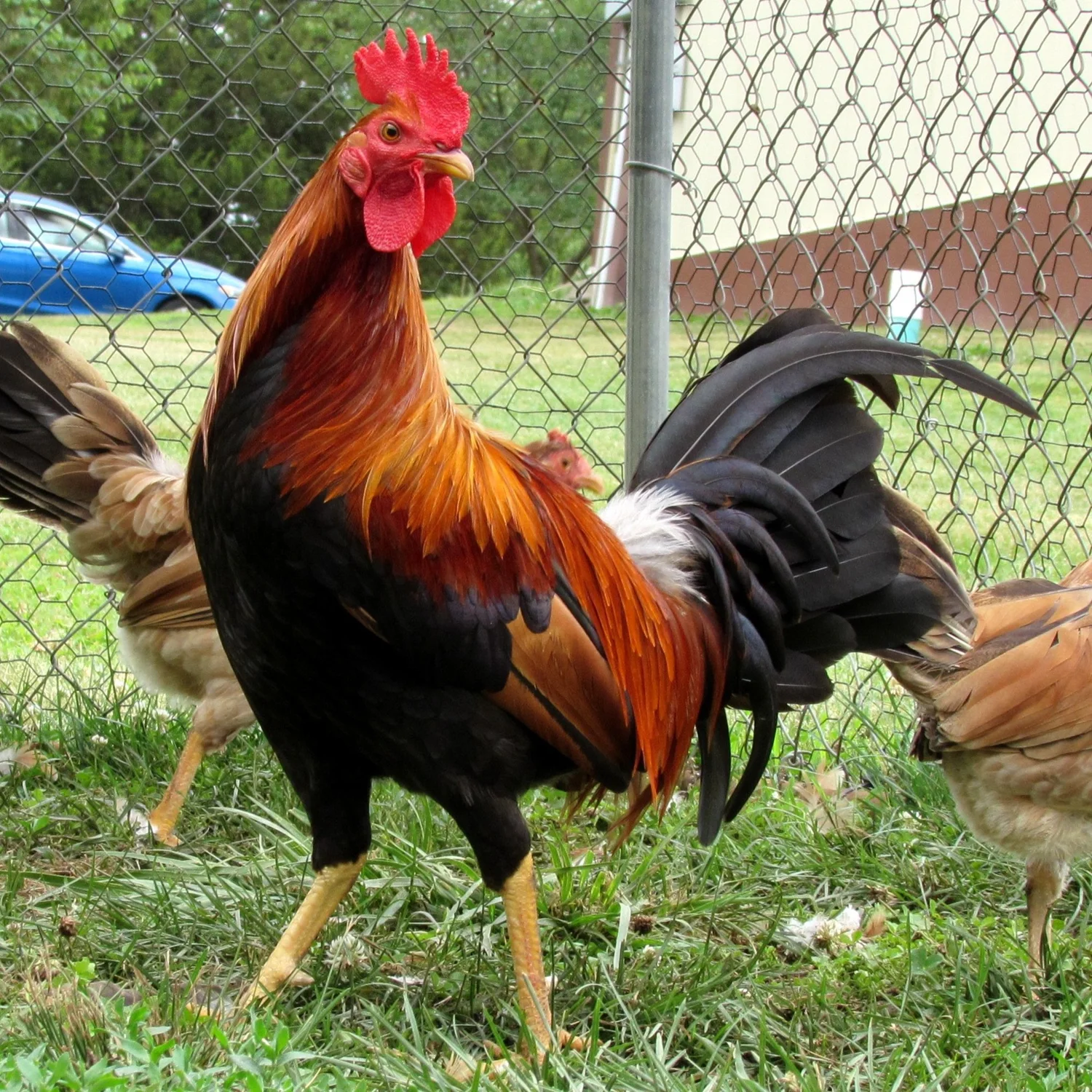 Radio Gamefowl Brood Cock for Sale - Image 2