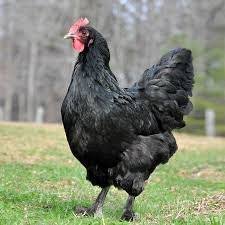 black langshan chickens for sale - Image 4