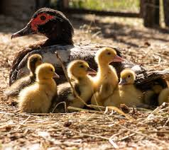 Buy live Black Muscovy day-old ducklings online - Image 3
