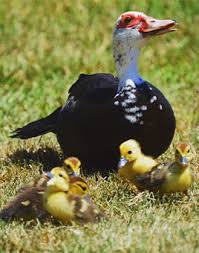Buy live Black Muscovy day-old ducklings online - Image 2