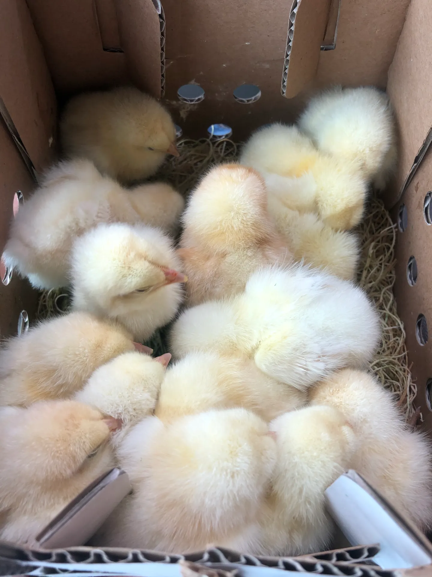 amber star hens for sale - Image 5
