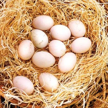 purebred Radio gamefowl hatching eggs