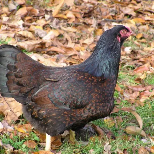 indian game chickens for sale