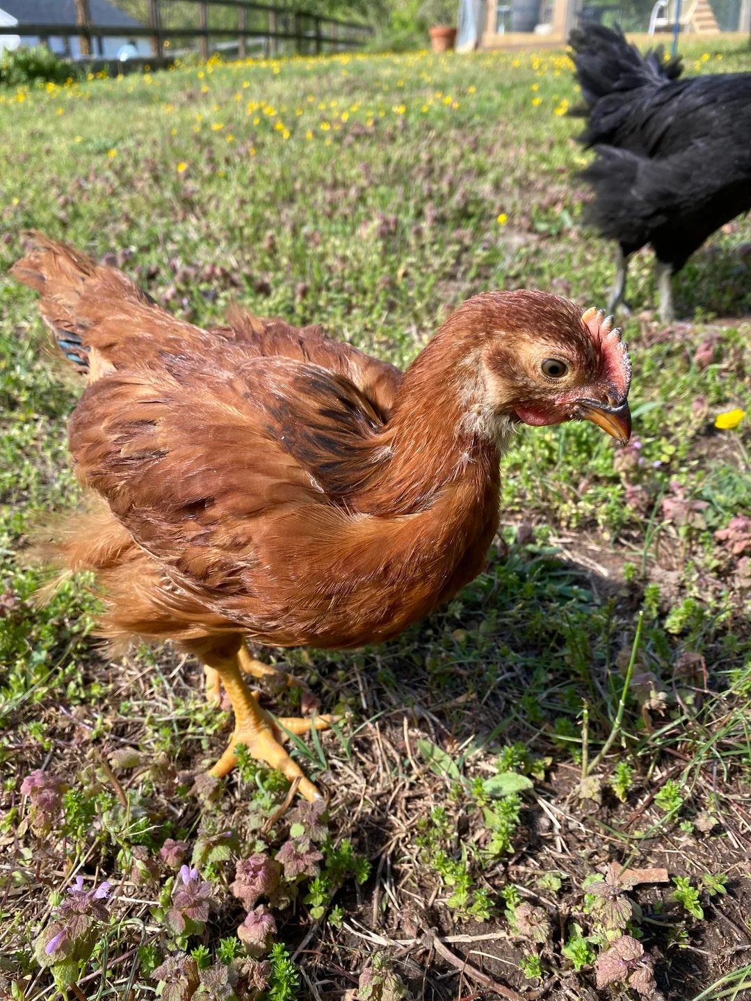 RHODE ISLAND RED CHICKS
