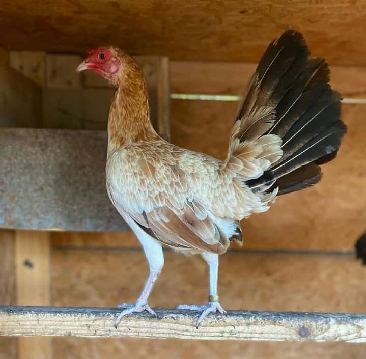 Lacy Roundhead gamefowl hens for sale