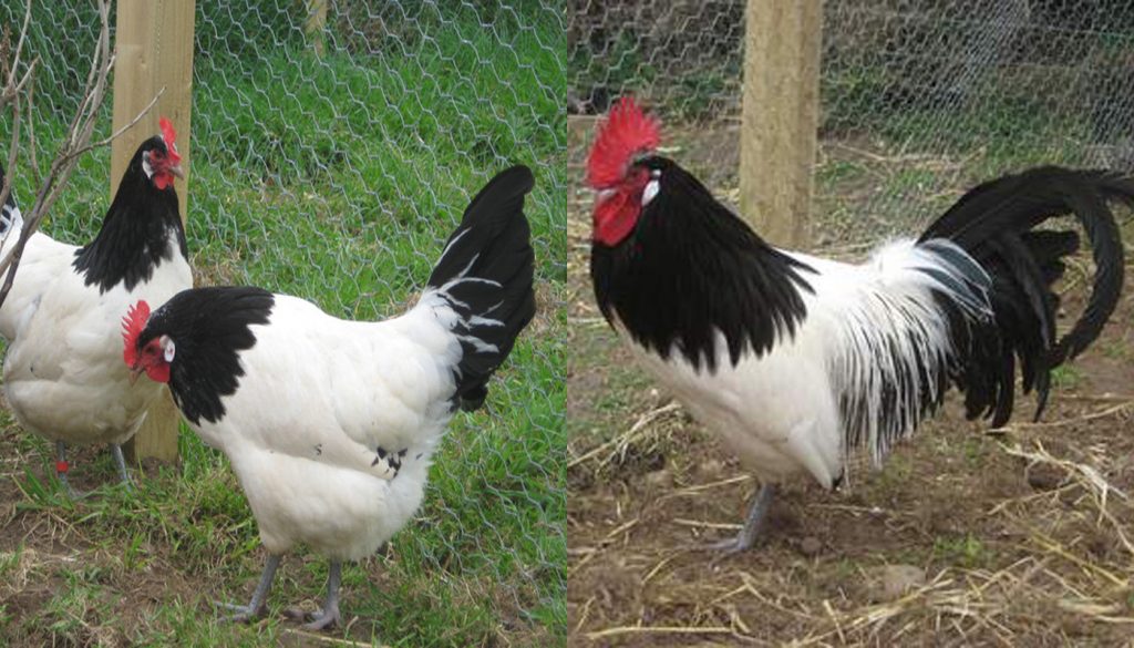 LAKENVELDER CHICKS, NOT SEXED