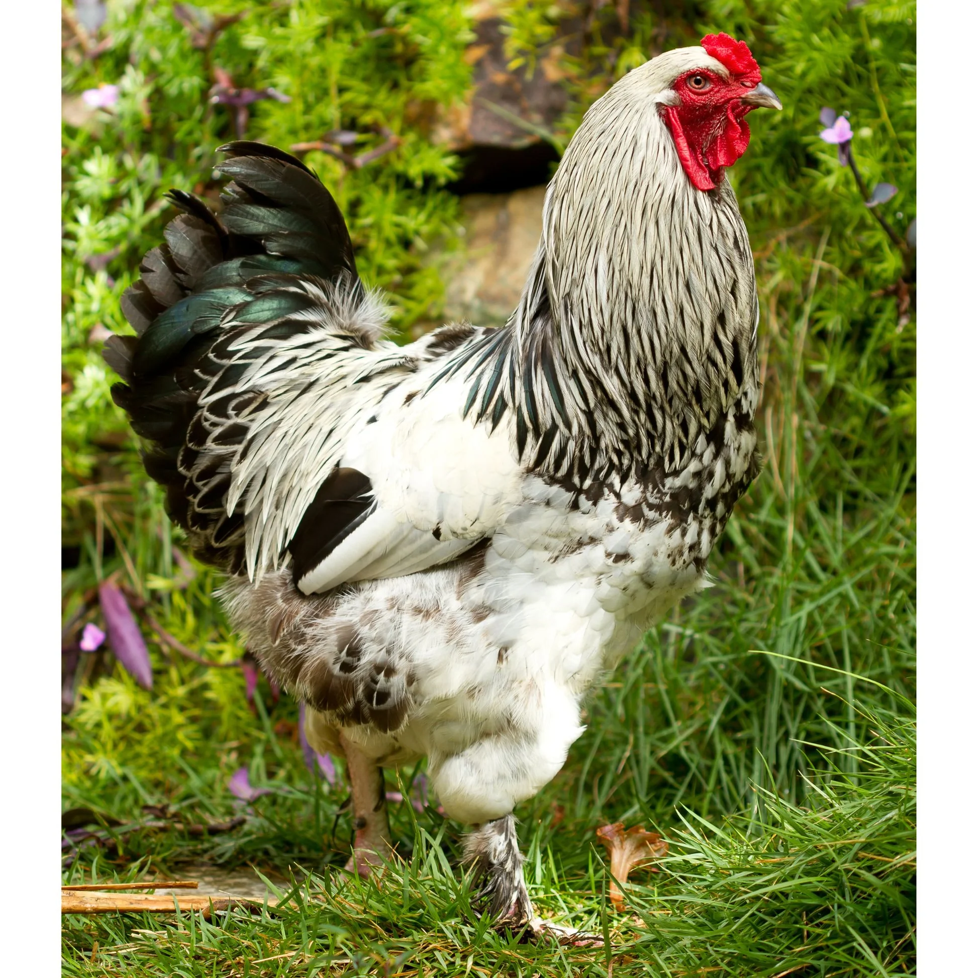 light brahma rooster for sale - Image 3