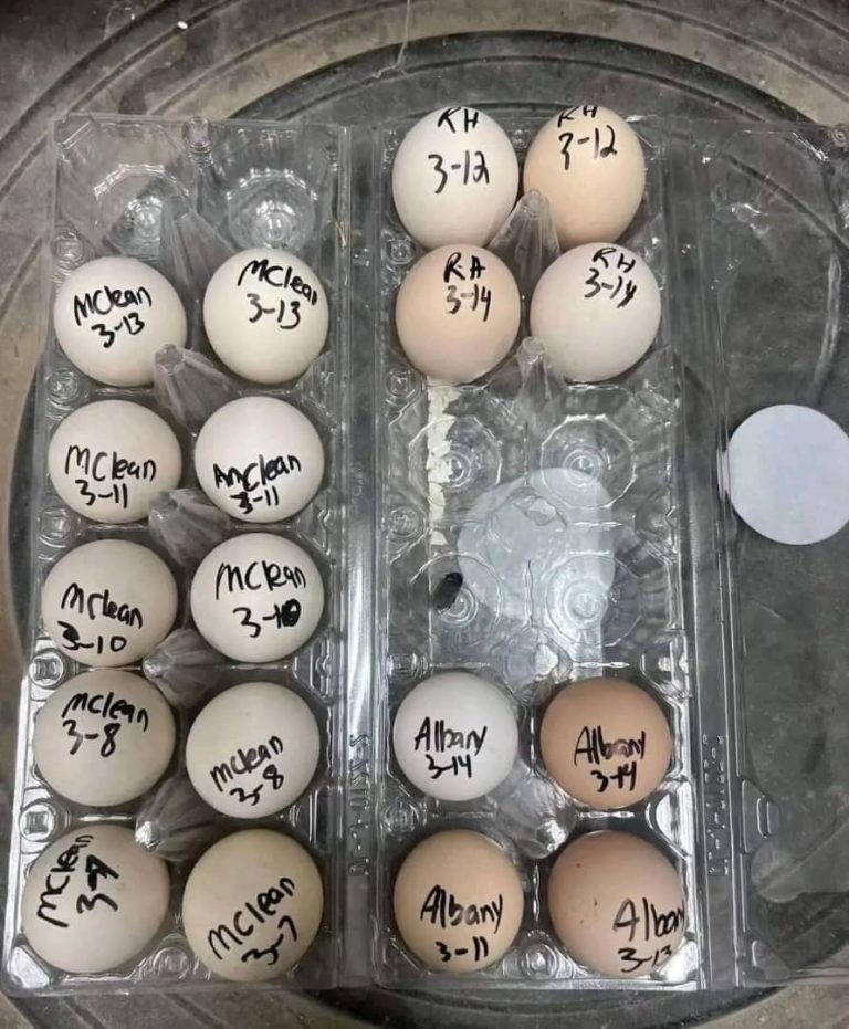 fertile McLean Hatch gamefowl hatching eggs