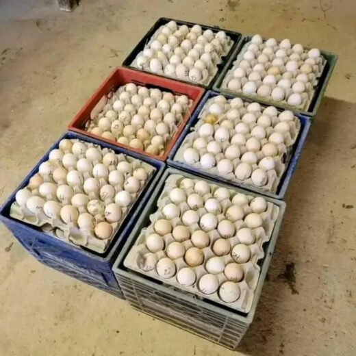 Buy fertile Morgan White Hackle Claret hatching eggs