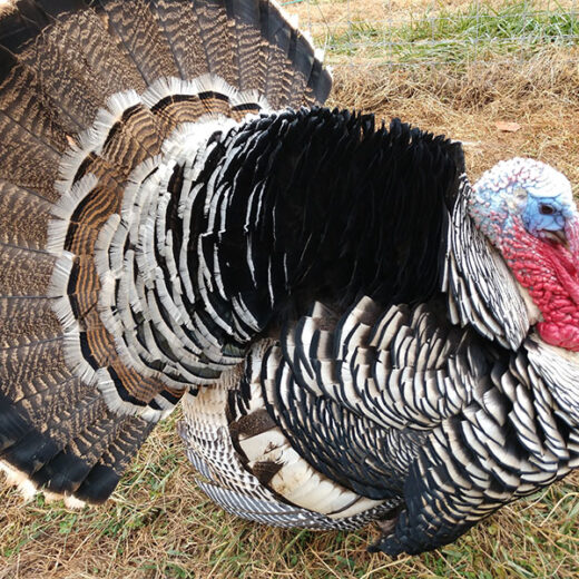 narragansett turkey for sale