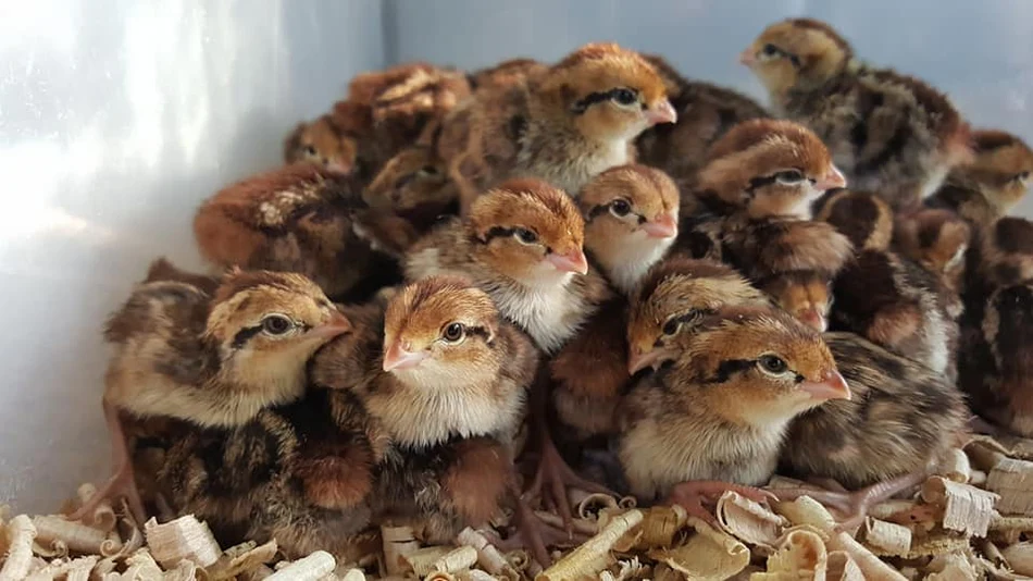 Buy live Northern Bobwhite Quail day-old chicks