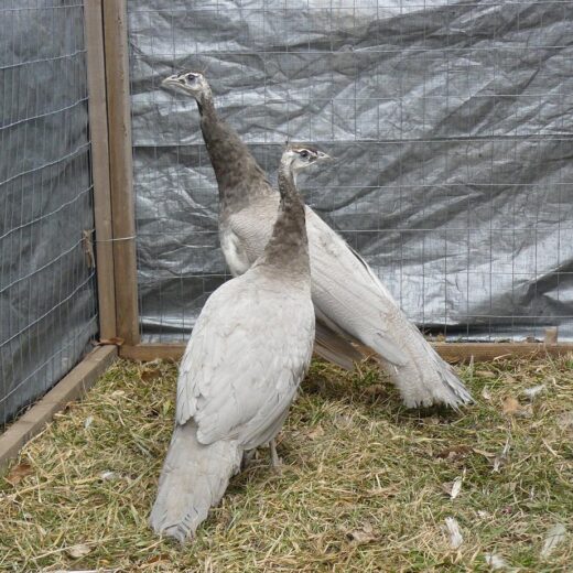 opal peafowl pair for sale