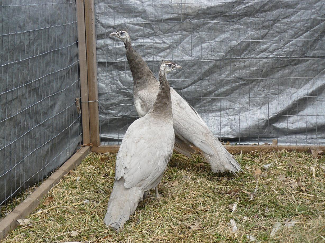 opal peafowl pair for sale