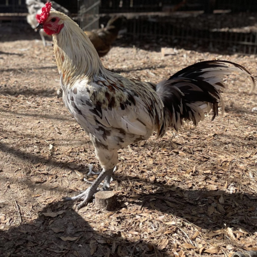 liege fighter chickens for sale