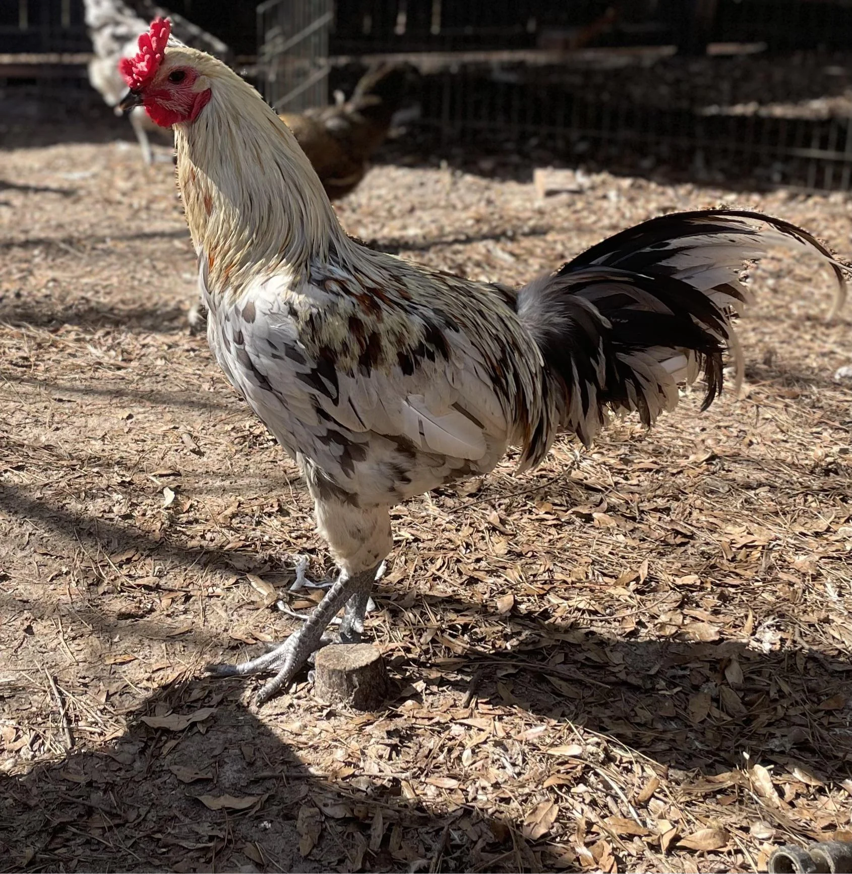liege fighter chickens for sale