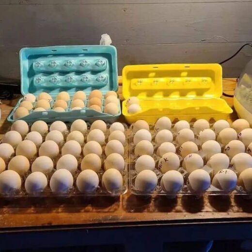 fertile Joe Goode Grey gamefowl hatching eggs