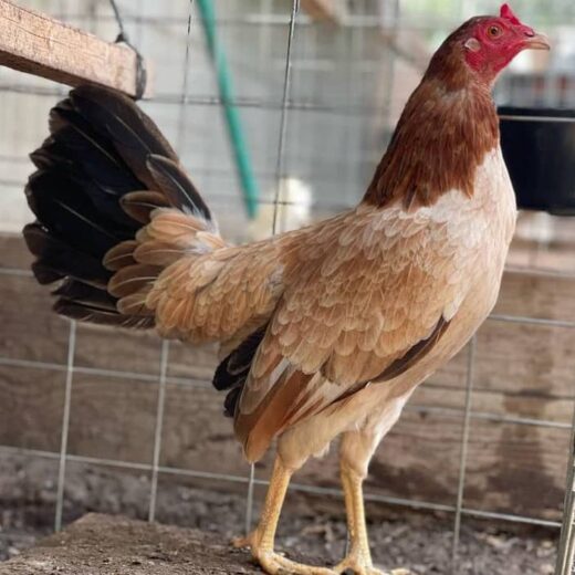 Pure Kelso Hen