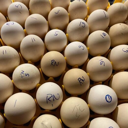 fertile Radio Leiper Gilmore Hatch gamefowl hatching eggs