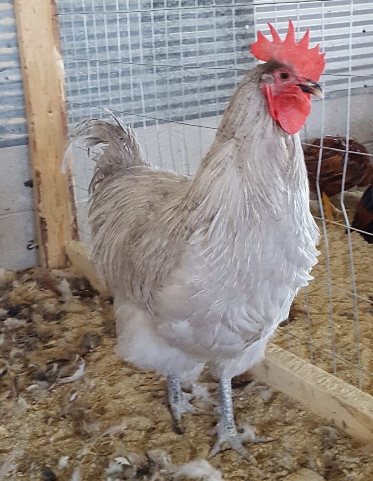 lavender orpington roosters - Image 2