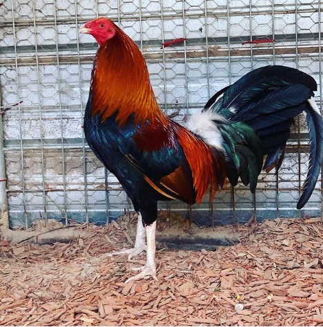 Boston Roundhead gamefowl roosters for sale