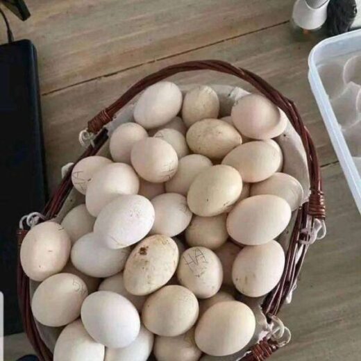 purebred Lacy Roundhead hatching eggs