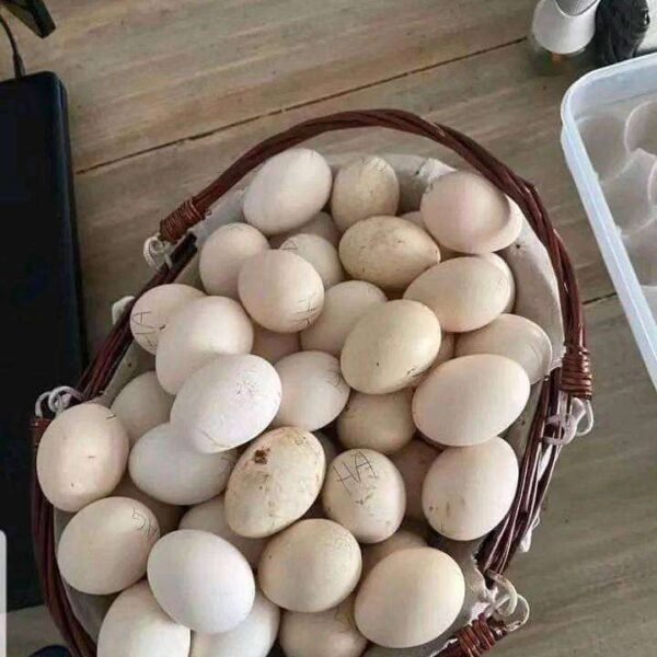 purebred Lacy Roundhead hatching eggs