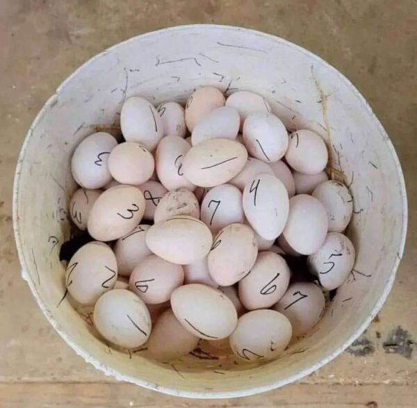 purebred Lacy Roundhead hatching eggs - Image 2