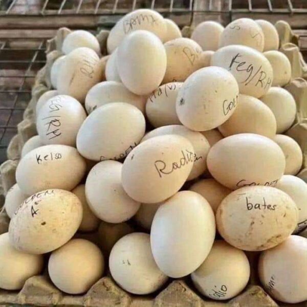 purebred Lacy Roundhead hatching eggs - Image 3