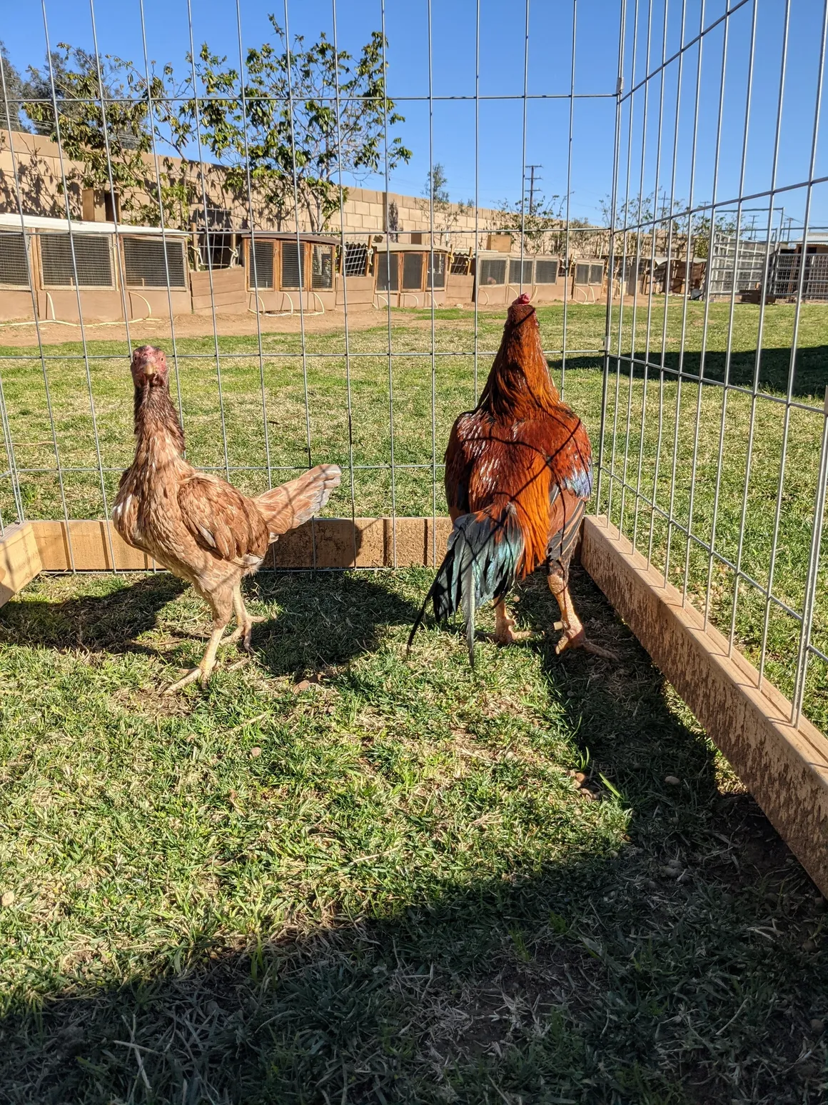 Rampuri Gamefowl Wheaton Pair
