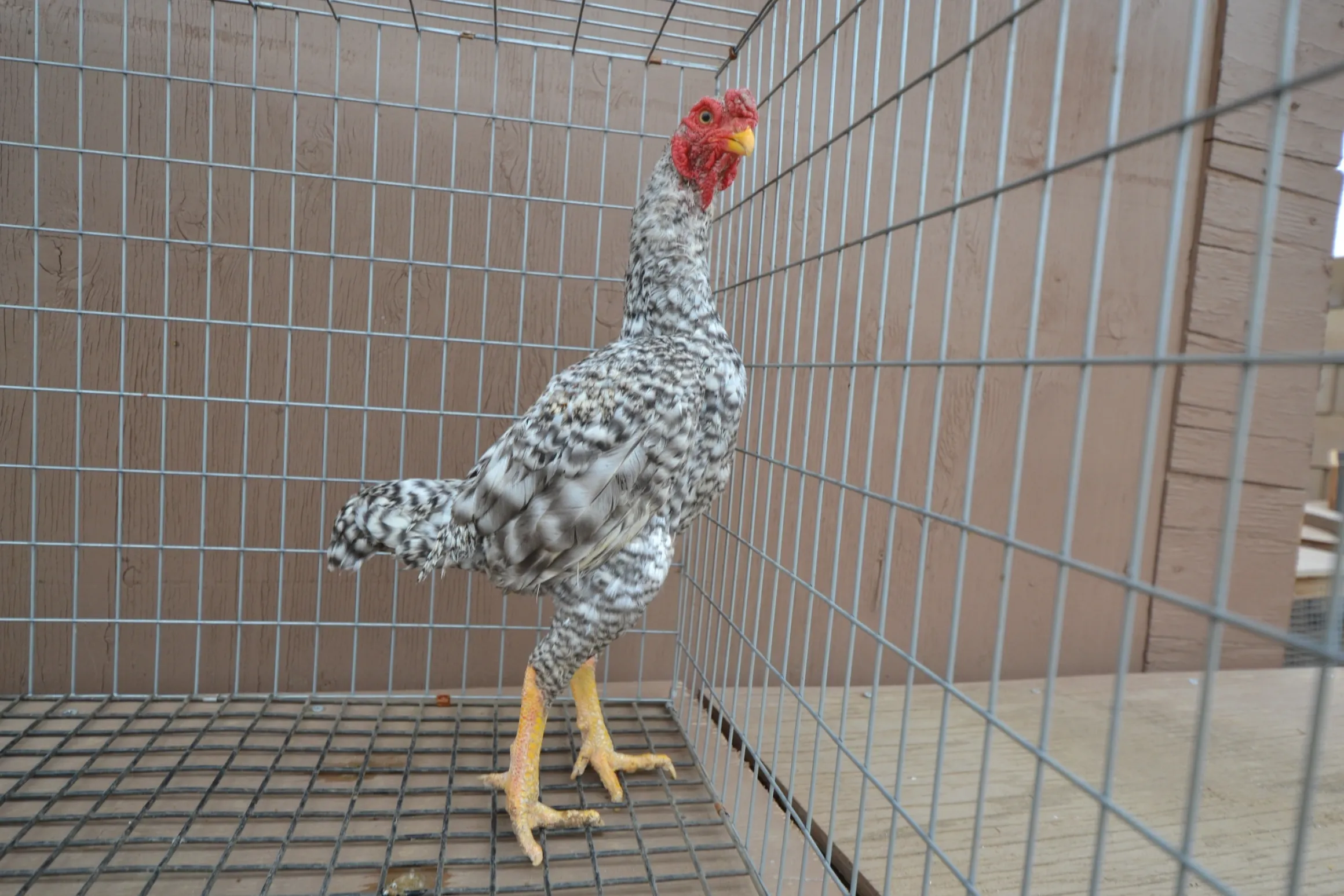 Premium Dom Ko Shamo Rooster For Sale