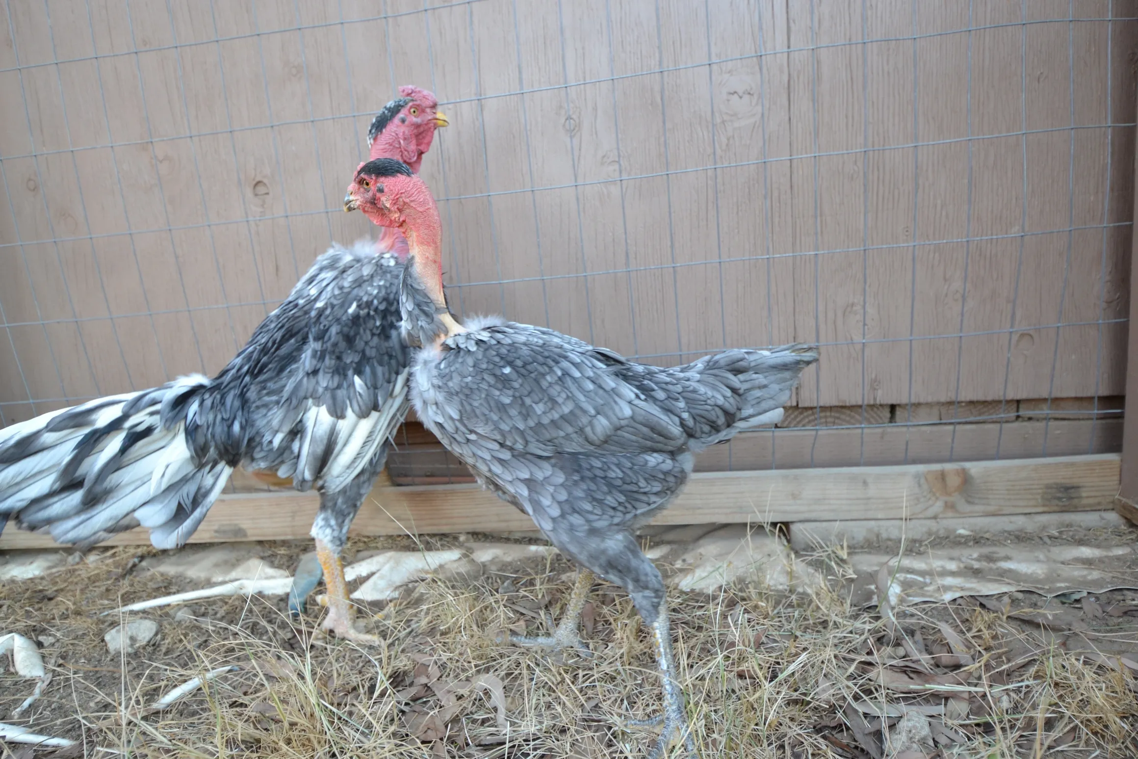 Madagascar Blue Gamefowl Pair For Sale