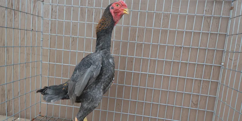 Rare Blue Red Ko Shamo Stag for Sale