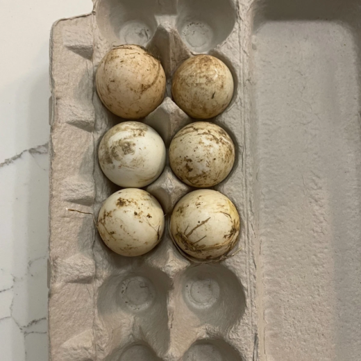 fertile Jumbo Pekin duck hatching eggs online