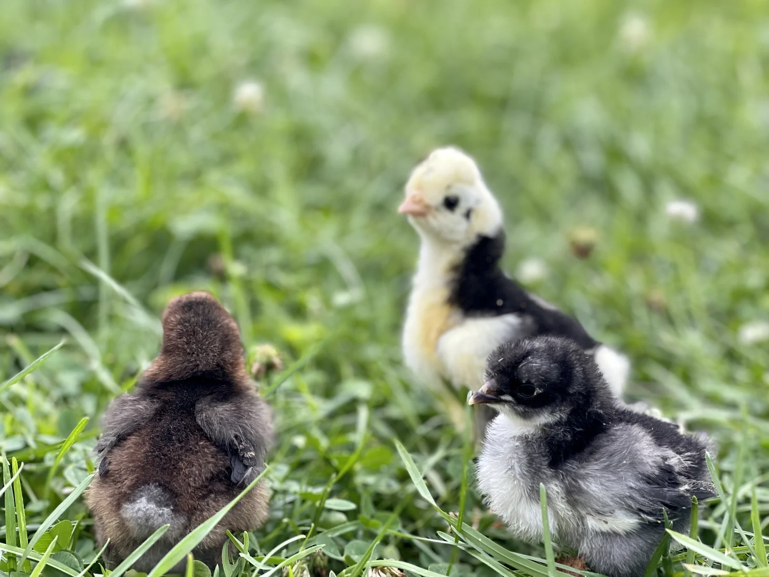 Buy sexed Sanjak Long Crower day-old chicks - Image 2