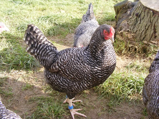 Rare Scots Grey Chickens For Sale - Image 2